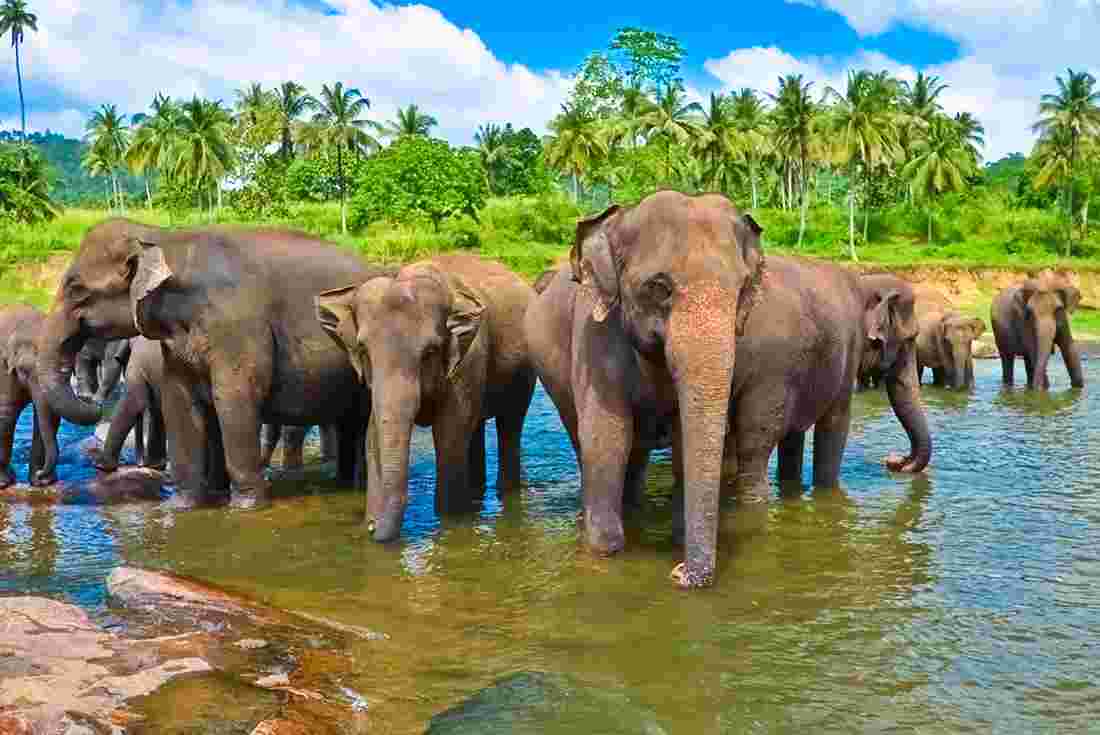 Srilanka